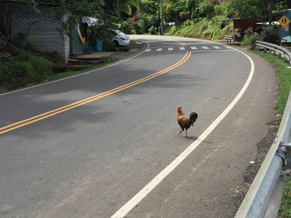 Chicken road game - Descubre la Experiencia de Juego de Chicken Road en España